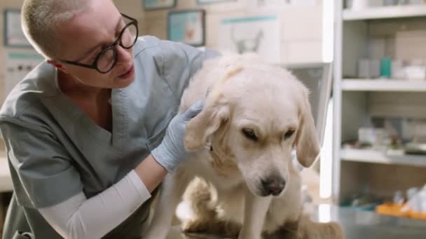 Female Vet Gloves Medical Uniform Petting Golden Retriever Dog While — Vídeo de Stock