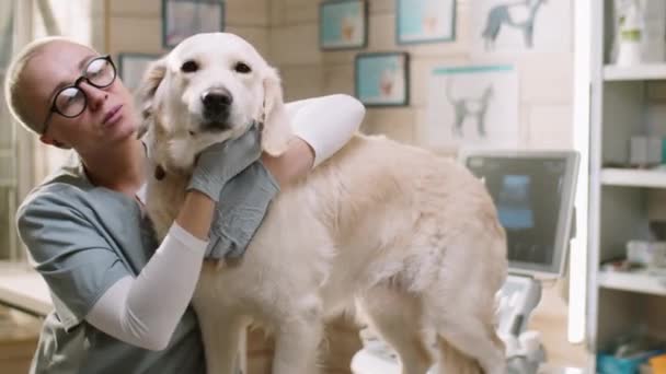 Female Vet Gloves Medical Uniform Petting Adorable Golden Retriever Dog — Vídeo de Stock