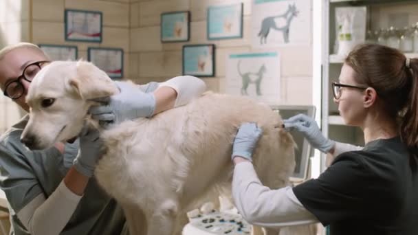 Female Vet Gloves Medical Uniform Vaccinating Golden Retriever Dog Assistance — ストック動画