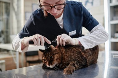 Veteriner klinikteki evcil kediyi muayene ediyor.