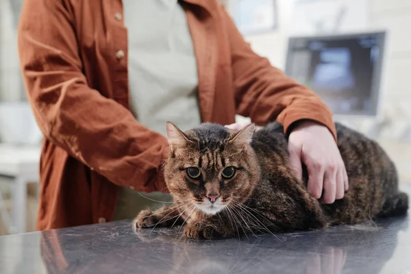 Femme avec chat visitant la clinique vétérinaire — Photo