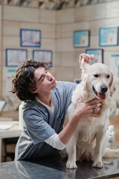 Ветеринар осматривает собаку в клинике — стоковое фото