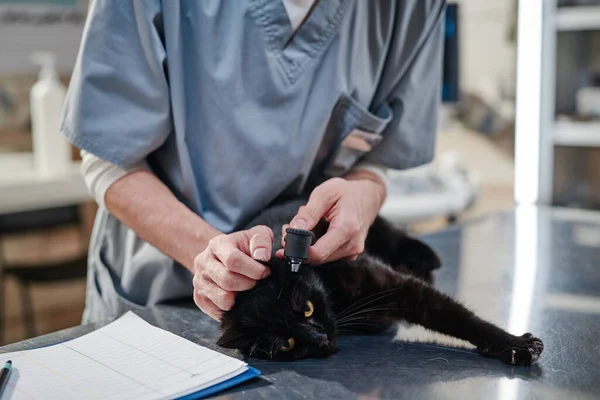 Vet médecin écoute chat dans clinique — Photo