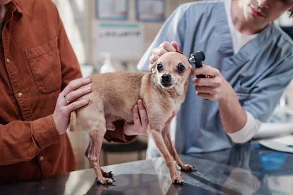 Lekarz weterynarii badający psa podczas wizyty — Zdjęcie stockowe