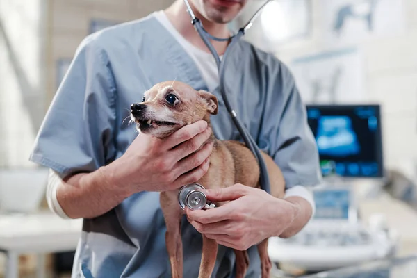 獣医が診療所で犬を調べる — ストック写真