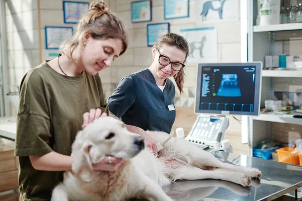 Médecin examinant chien avec échographie — Photo