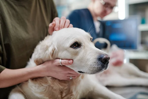 医者に診察されてる病気の犬 — ストック写真