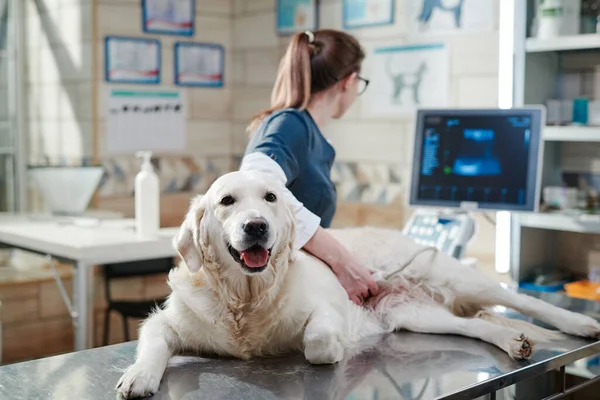 Médecin effectuant une échographie sur chien — Photo