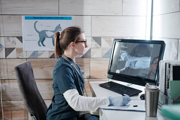Der Tierarzt untersucht das Röntgenbild des Hundes — Stockfoto