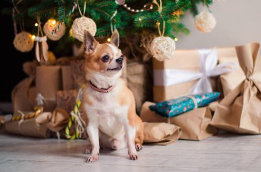 Noel arkaplanında ışıklarla Noel hediyeli küçük bir chihuahua köpeği.