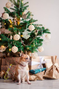 Noel arkaplanında ışıklarla Noel hediyeli küçük bir chihuahua köpeği.