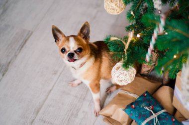 Noel arkaplanında ışıklarla Noel hediyeli küçük bir chihuahua köpeği.