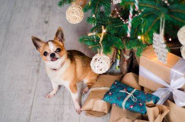 Noel arkaplanında ışıklarla Noel hediyeli küçük bir chihuahua köpeği.