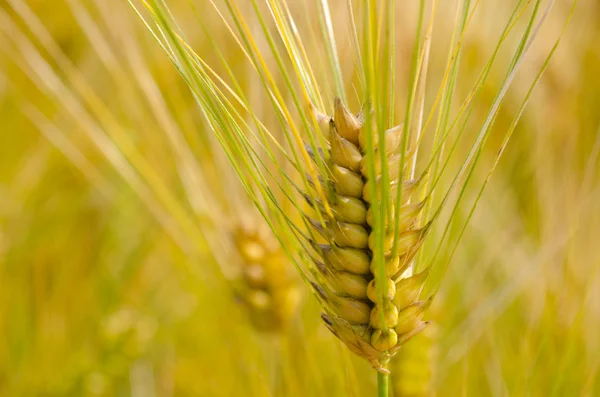 Yeşil buğday kulak — Stok fotoğraf