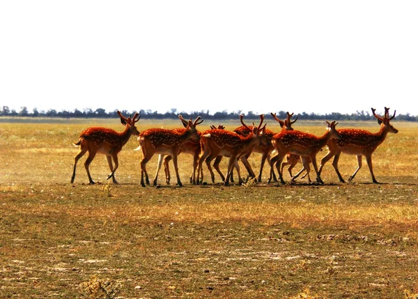 Die Reserve "ascania nova" — Stockfoto