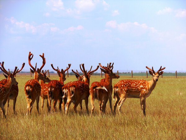 Заповедник "Аскания Нова"
"