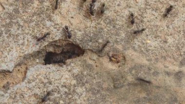 Beton zeminde yürüyen sürü halinde siyah karıncalar. Karıncalar yiyecek aramak için yuvaya geri dönerler..