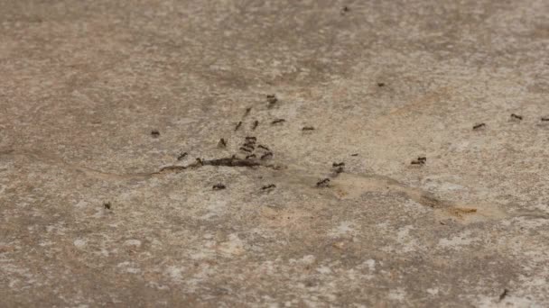 一群在水泥地板上行走的黑色蚂蚁的时光流逝 蚂蚁走来走去寻找食物 把它们带回窝中 — 图库视频影像