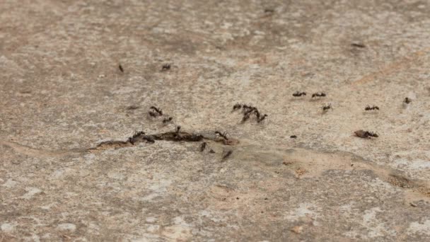 Roj Černých Mravenců Kráčejících Betonové Podlaze Mravenci Chodí Kolem Hledají — Stock video