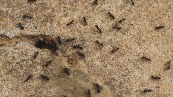 Enjambre Hormigas Negras Caminando Sobre Suelo Hormigón Las Hormigas Caminan — Vídeo de stock