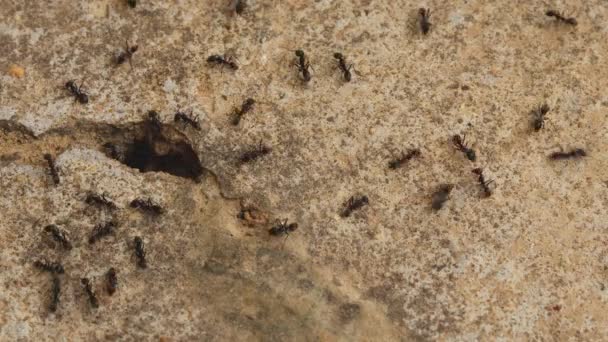 Enjambre Hormigas Negras Caminando Sobre Suelo Hormigón Las Hormigas Caminan — Vídeo de stock