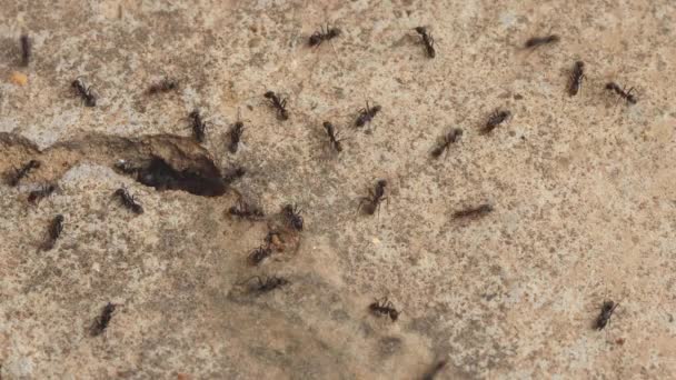コンクリートの床の上を歩く暖かい黒いアリ アリは巣の中の貯蔵庫に戻るために食べ物を探して歩き回る — ストック動画