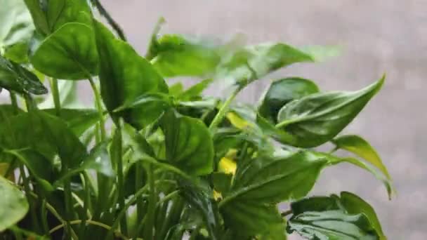 Das Regenwasser Ergoss Sich Auf Die Zierpflanzen Als Regnete — Stockvideo