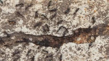 Beton zeminde yürüyen sürü halinde siyah karıncalar. Karıncalar yiyecek aramak için yuvaya geri dönerler..