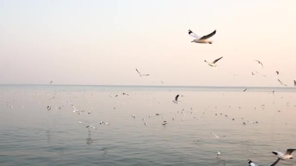 Зграя Чайок Птахів Літають Морем Задньому Плані Теплий Захід Сонця — стокове відео