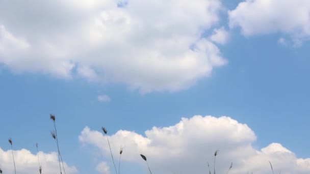 眼下には芝生の花々が広がる青空と雲のタイムラプス — ストック動画