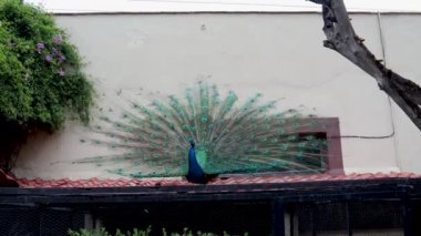 Tavus kuşu, parlak mavi ve yeşil tüylerini yayarak, tavus kuşunun tüylerini açarak dişileri etkilediği ve erkekleri korkuttuğu görülebilir..