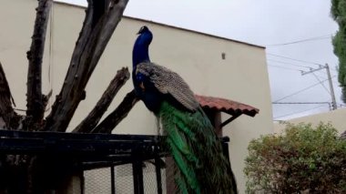 Tavus kuşu bir çitin üzerine tünemiş, mavi ve yeşilin yanardöner tüylerini ve kuyruğunun uzantısını görebilirsiniz..