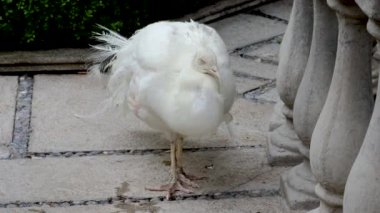 Beyaz tavus kuşu bir yolda dinlenirken, beyaz tavus kuşu bu türün en çarpıcı varyasyonlarından biridir..