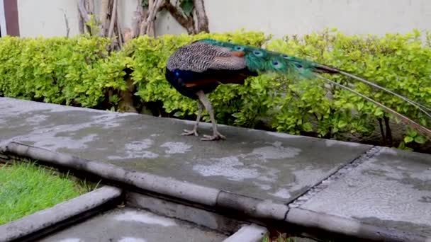 Peacock Ιριδίζον Μπλε Και Πράσινο Φτέρωμα Μπορείτε Δείτε Γαλοπούλα Πόδια — Αρχείο Βίντεο