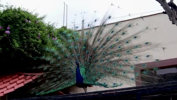 儀式のダンスでその急落を示す孔雀は女性を感動させるために 虹色の青と緑の羽を持つ美しい鳥 孔雀はカラフルな羽飾りで尾を広げています — ストック動画