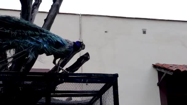 雌を見下ろす柵の上を歩く孔雀 青と虹色の緑の羽を持つ美しい鳥 他の鳥がいるケージを囲む — ストック動画