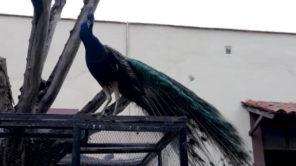孔雀在栅栏上走来走去 凝视着雌鸟 美丽的小鸟 羽毛斑斓 蓝绿相间 — 图库视频影像