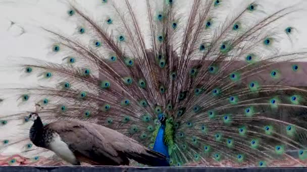 Beautiful Peacock Impressing Female Its Species Displaying Its Plumage Blue — Stock Video