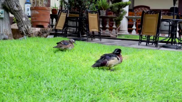 Ducks Resting Grass Birds Perched Garden Pair Ducks Walking Grass — Stock Video