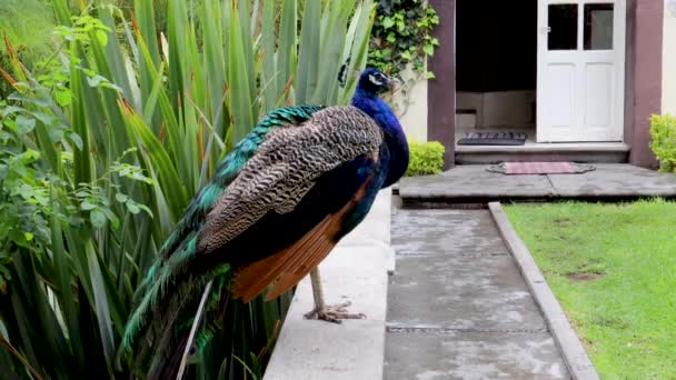 Piękny Paw Siedzący Płocie Podczas Żerowania Ptak Kolorowym Upierzeniem Ptak — Wideo stockowe