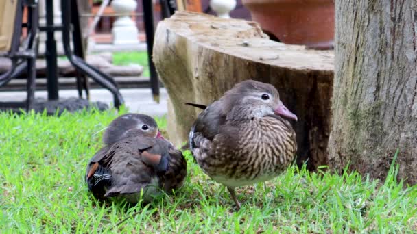 Par Patos Descansando Hierba Junto Árbol Pequeños Patos Tomando Sol — Vídeo de stock