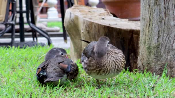 Par Patos Descansando Hierba Hermosas Aves Tomando Sol Pato Pie — Vídeo de stock