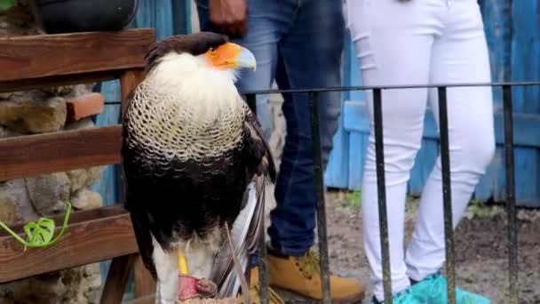 Tlaxcala Μεξικό Ιούνιος 2021 Ένας Αετός Σκαρφαλωμένος Ένα Κούτσουρο Στην — Αρχείο Βίντεο