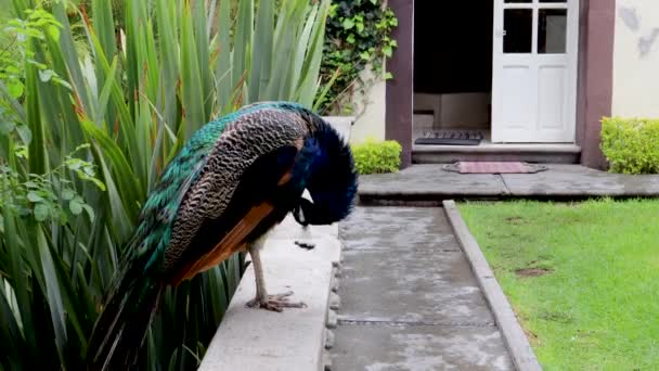 공작은 의정원에서 깃털을 다듬고 날에는 깃털을 일광욕을 아름다운 색깔의 새들을 — 비디오
