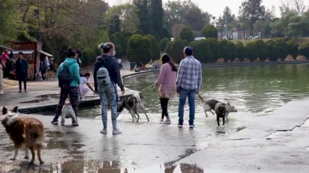 Cidade México México Dezembro 2021 Cães Brincando Margem Lago Floresta — Vídeo de Stock