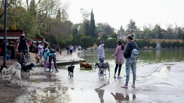 Mexico City Meksyk Grudzień 2021 Zwierzęta Bawią Się Wodzie Szczenięta — Wideo stockowe