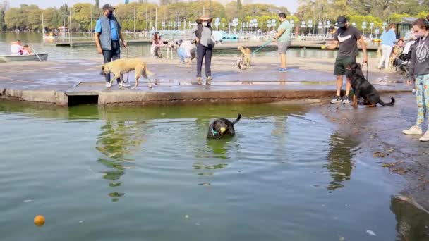 멕시코 2021 강아지들 주인에 속으로 던져진 헤엄쳐 차풀테펙 호수에는 개들이 — 비디오