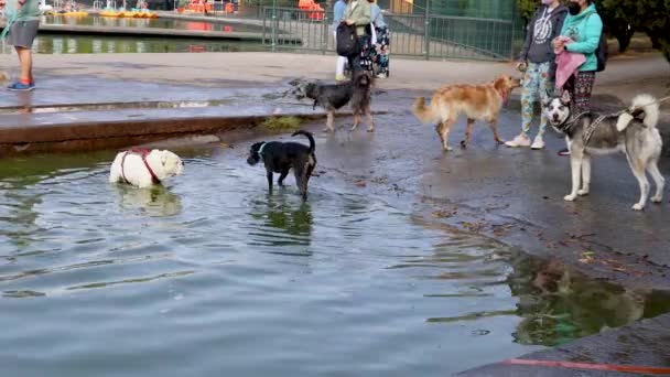 Ciudad México México Diciembre 2021 Cachorros Jugando Agua Mientras Sus — Vídeos de Stock