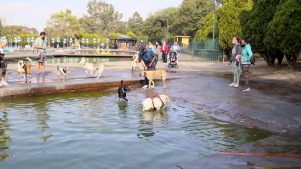 メキシコ市 2021年12月 チャプルテペック湖の海岸で遊んでいる犬 週末の犬の所有者の間に他のペットと遊ぶために公園にそれらを取る — ストック動画