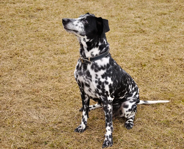 Dalmata su erba secca — Foto Stock